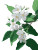 Delicate Jasmine Flower Vinyl Car Decal Sticker – Waterproof & UV-Resistant 4.1066666666666665"