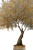 Olive Tree Painting Vinyl Car Decal Sticker – Waterproof & UV-Resistant 4.4