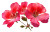 Geranium Flower Vinyl Car Decal Sticker – Waterproof & UV-Resistant 2.933333333333333"
