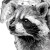 Geometric Raccoon Illustration Vinyl Car Decal Sticker – Waterproof & UV-Resistant 3.4133333333333336"