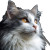 White Grey Cat Vinyl Car Decal Sticker – Waterproof & UV-Resistant 3.4133333333333336"