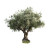 Olive Tree Lavender Vinyl Car Decal Sticker – Waterproof & UV-Resistant 3.4133333333333336"