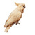 Sulphur-Crested Cockatoo Vinyl Car Decal Sticker – Waterproof & UV-Resistant 6.826666666666667"