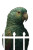 Fantasy Parrot Portrait Vinyl Car Decal Sticker – Waterproof & UV-Resistant 4.4