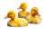 Yellow Ducklings Floating Vinyl Car Decal Sticker – Waterproof & UV-Resistant 6.826666666666667"