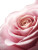 Pink Rose Petals Vinyl Car Decal Sticker – Waterproof & UV-Resistant 8.213333333333333"