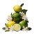 Citrus Stack Vinyl Car Decal Sticker – Waterproof & UV-Resistant 3.4133333333333336"