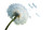 Floating Dandelion Seeds V3 Vinyl Car Decal Sticker – Waterproof & UV-Resistant 5.4