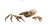 Gigantic Demolishing Crab Vinyl Car Decal Sticker – Waterproof & UV-Resistant 2.56"