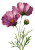 Cosmos Flowers Illustration V2 Vinyl Car Decal Sticker – Waterproof & UV-Resistant 4.373333333333333"