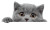 Cute Gray Cat V5 Vinyl Car Decal Sticker – Waterproof & UV-Resistant 2.8266666666666667"