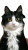 Playful Cat Massage Vinyl Car Decal Sticker – Waterproof & UV-Resistant 4.8533333333333335"