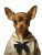 Sailor Chihuahua Portrait Vinyl Car Decal Sticker – Waterproof & UV-Resistant 4.1066666666666665"