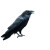 Raven On Skull V6 Vinyl Car Decal Sticker – Waterproof & UV-Resistant 6.826666666666667"