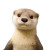 Baby Otter Portrait Vinyl Car Decal Sticker – Waterproof & UV-Resistant 6.826666666666667"