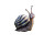 Curious Pixar Snail Vinyl Car Decal Sticker – Waterproof & UV-Resistant 3.2"