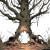 Chasing Gnarled Tree Vinyl Car Decal Sticker – Waterproof & UV-Resistant 3.4133333333333336"