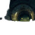 Hidden Sewer Monster Vinyl Car Decal Sticker – Waterproof & UV-Resistant 3.4133333333333336"