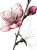 Pink Sakura Flower Vinyl Car Decal Sticker – Waterproof & UV-Resistant 4.266666666666667"