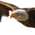 Sideways Eagle Vinyl Car Decal Sticker – Waterproof & UV-Resistant 3.4133333333333336"