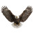 Bald Eagle Illustration V3 Vinyl Car Decal Sticker – Waterproof & UV-Resistant 3.4133333333333336"