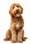 Goldendoodle Portrait Vinyl Car Decal Sticker – Waterproof & UV-Resistant 8.746666666666666"