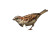 Sparrow With Roses Vinyl Car Decal Sticker – Waterproof & UV-Resistant 3.4133333333333336"