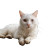 Muddy Paws Cat Vinyl Car Decal Sticker – Waterproof & UV-Resistant 6.826666666666667"