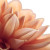 Peach Petal Macro Vinyl Car Decal Sticker – Waterproof & UV-Resistant 6.826666666666667"