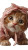 Adorable Dressed Kitten V2 Vinyl Car Decal Sticker – Waterproof & UV-Resistant 9.706666666666667"