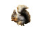 Autumn Squirrel Vinyl Car Decal Sticker – Waterproof & UV-Resistant 3.4133333333333336"