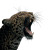 Angry Leopard Vinyl Car Decal Sticker – Waterproof & UV-Resistant 3.4133333333333336"