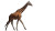 Surreal Giraffe Vinyl Car Decal Sticker – Waterproof & UV-Resistant 5.4