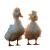 Hungover Beach Ducks Vinyl Car Decal Sticker – Waterproof & UV-Resistant 3.4133333333333336"