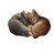 Sleeping Kittens Spooning Vinyl Car Decal Sticker – Waterproof & UV-Resistant 6.826666666666667"