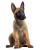 Belgian Malinois Puppy V2 Vinyl Car Decal Sticker – Waterproof & UV-Resistant 6.826666666666667"