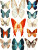 Vector Butterflies V2 Vinyl Car Decal Sticker – Waterproof & UV-Resistant 8.213333333333333"