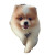 Pomeranian Puppy Walk Vinyl Car Decal Sticker – Waterproof & UV-Resistant 3.4133333333333336"
