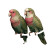 Pink Green Parrots Vinyl Car Decal Sticker – Waterproof & UV-Resistant 6.826666666666667"