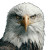 Full Eagle View Vinyl Car Decal Sticker – Waterproof & UV-Resistant 3.4133333333333336"