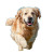 Playful Golden Retriever V10 Vinyl Car Decal Sticker – Waterproof & UV-Resistant 6.826666666666667"