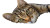 Cute Cat V84 Vinyl Car Decal Sticker – Waterproof & UV-Resistant 2.72"