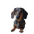 Beach Dachshund Vinyl Car Decal Sticker – Waterproof & UV-Resistant 3.4133333333333336"