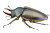 Giant Eyestalk Insect Vinyl Car Decal Sticker – Waterproof & UV-Resistant 5.97333333333333