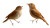 Realistic Nightingale Birds Vinyl Car Decal Sticker – Waterproof & UV-Resistant 5.4