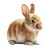 Cute Rabbit V9 Vinyl Car Decal Sticker – Waterproof & UV-Resistant 6.826666666666667"