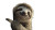 Three-Toed Sloth V3 Vinyl Car Decal Sticker – Waterproof & UV-Resistant 5.4