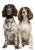 Springer Spaniels Portrait Vinyl Car Decal Sticker – Waterproof & UV-Resistant 4.373333333333333"