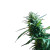 Flowering Cannabis Plant V2 Vinyl Car Decal Sticker – Waterproof & UV-Resistant 6.826666666666667"