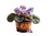 Blooming African Violet Vinyl Car Decal Sticker – Waterproof & UV-Resistant 2.986666666666667"